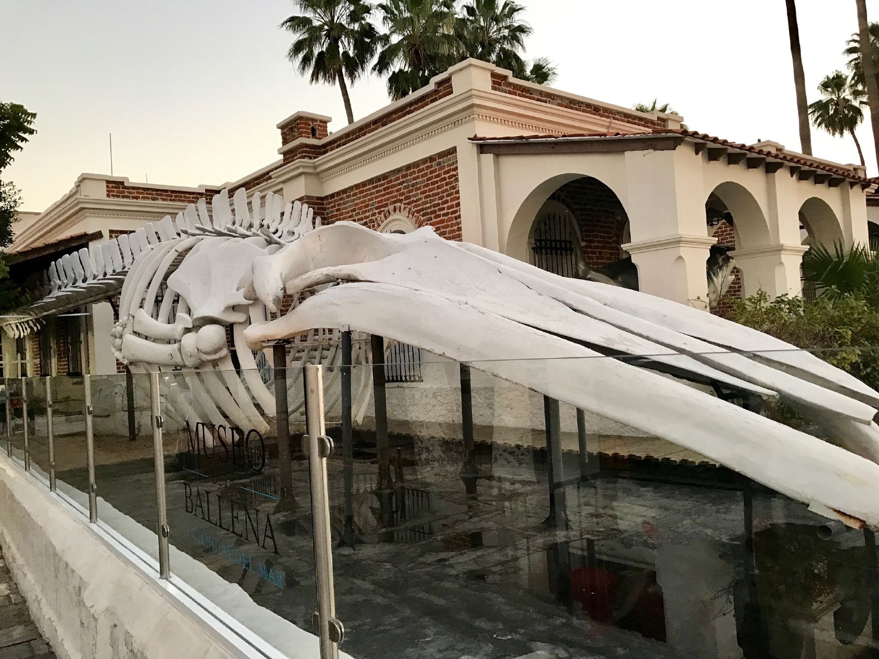 Museo de La Ballena