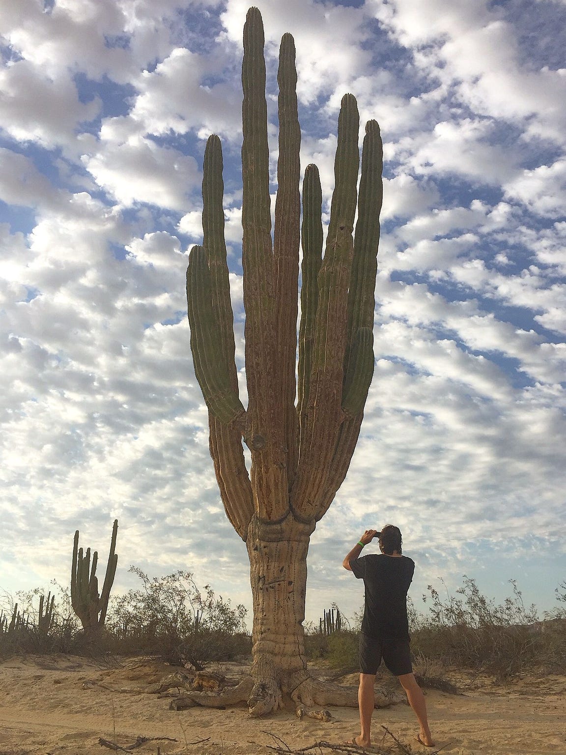 Valle de los Gigantes features a dense forest of saguaro cactus — some up to 60 feet tall and 300 years old. (Photo: Ashley Breeding)