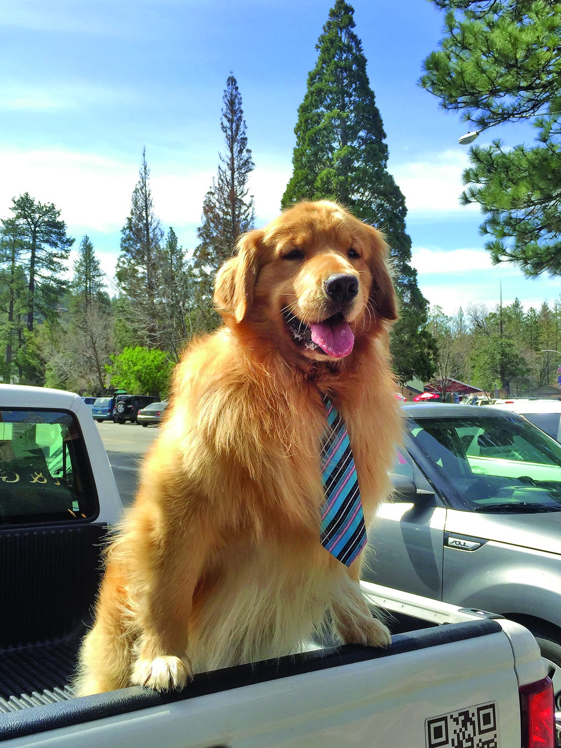 Mayor Max in Idyllwild