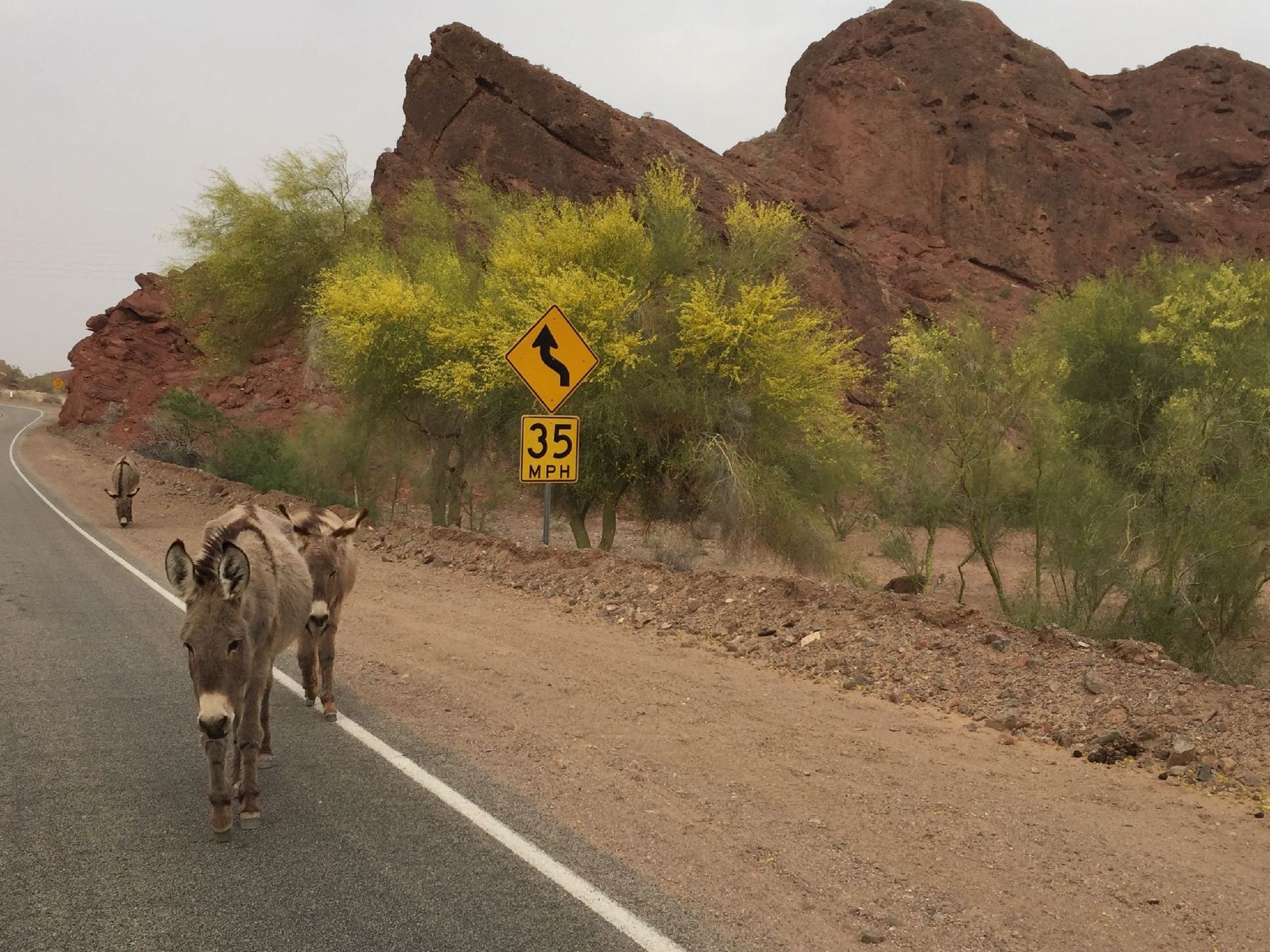 Friendly roadside donkeys