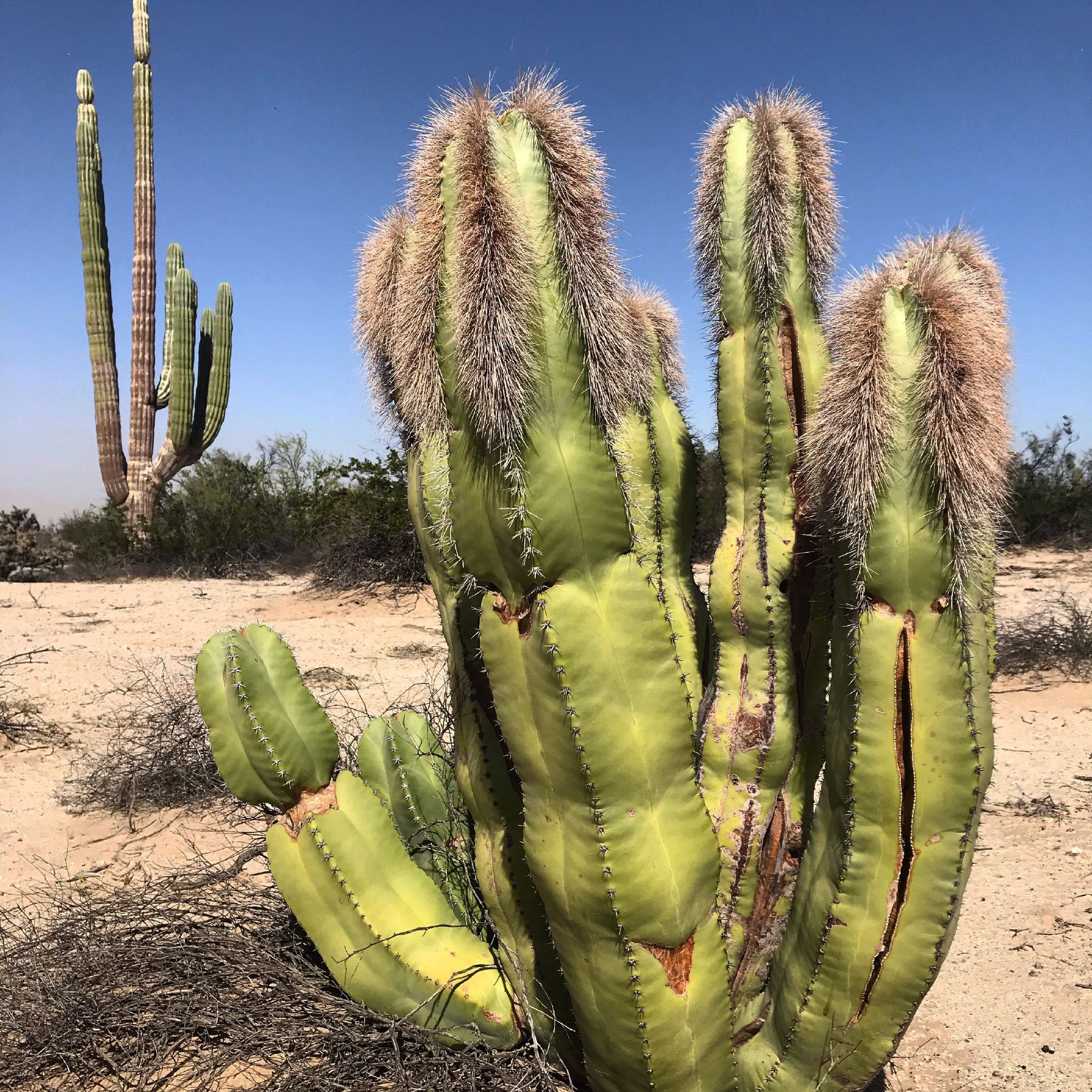 San Felipe is home the largest cardon cactus in Baja.