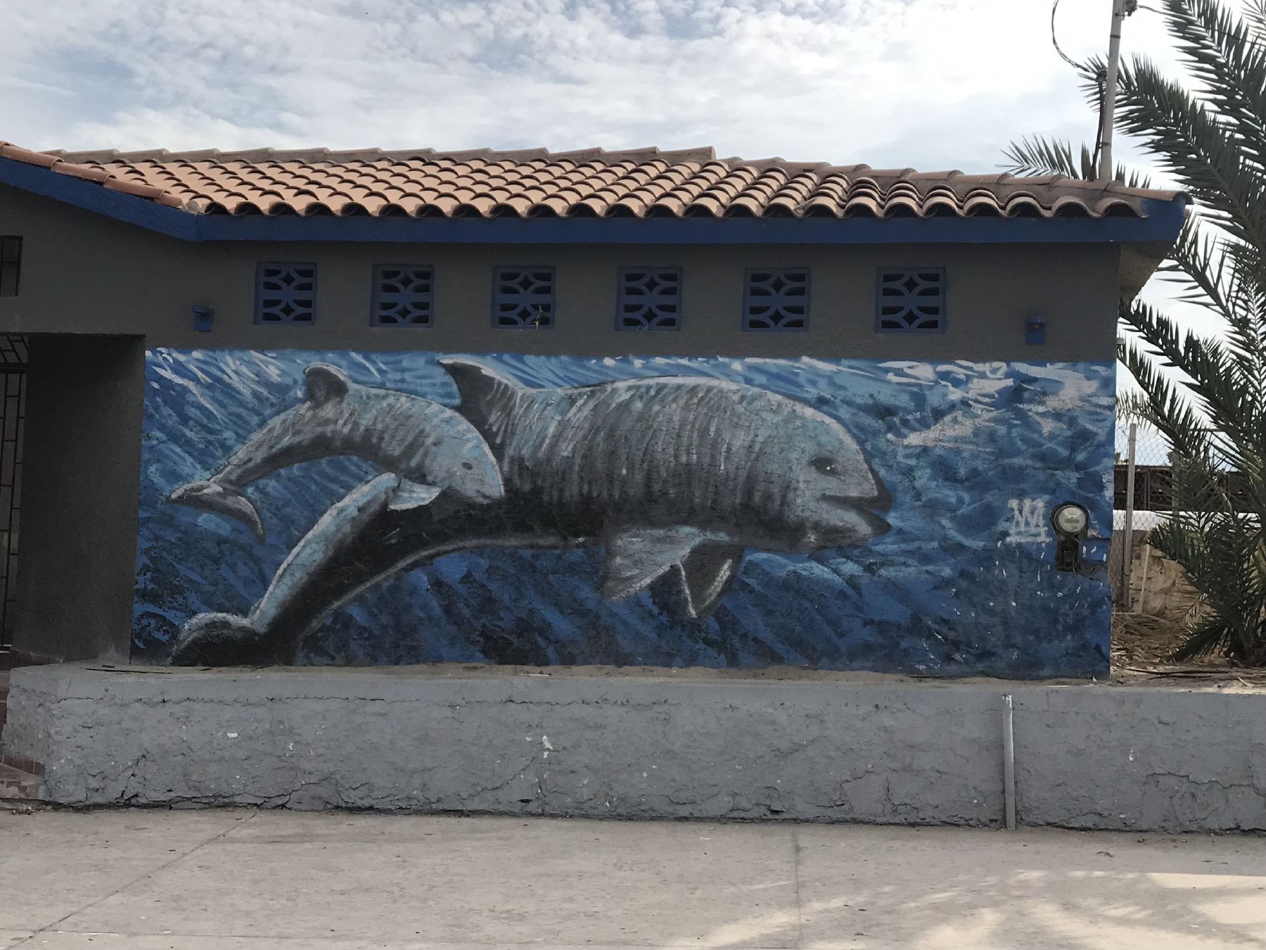 Pride in the vaquita, a small dolphin, can be seen in beautiful murals in San Felipe.