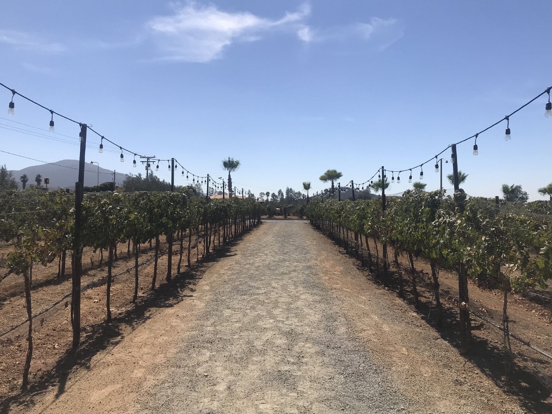 Get ready to drink wine in the Guadalupe Valley.
