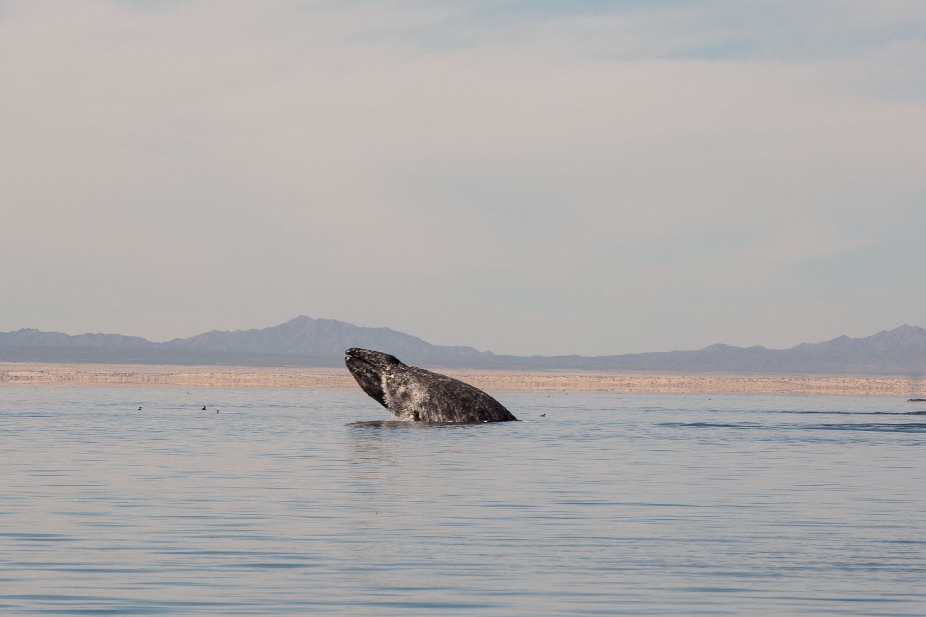 whale jumping-2.JPG