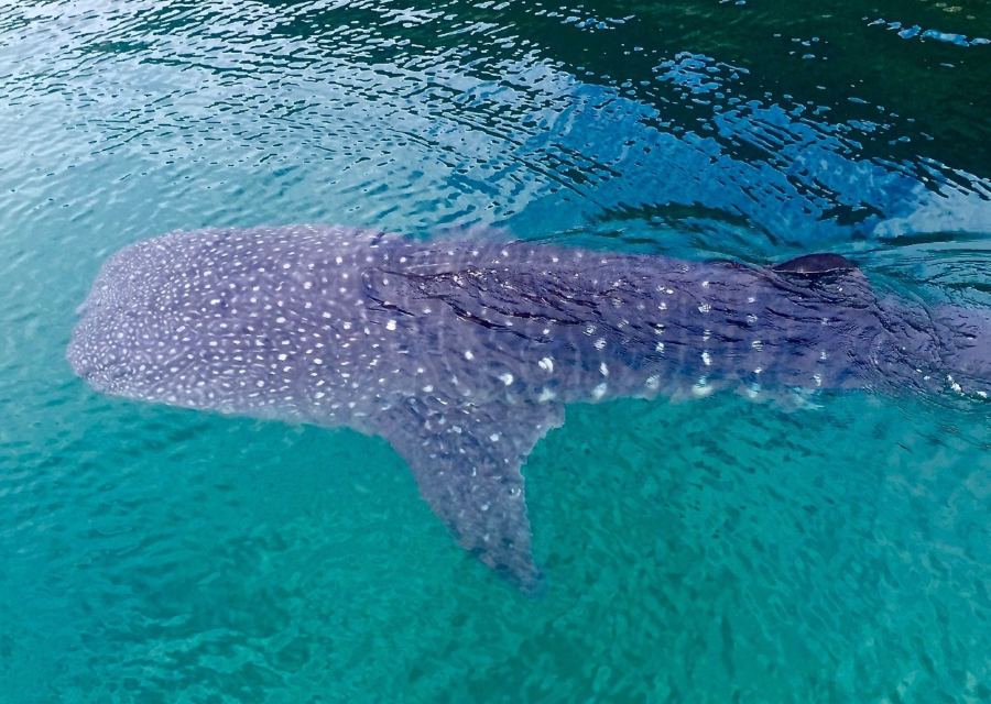 Swim with whale sharks in the Bay of LA