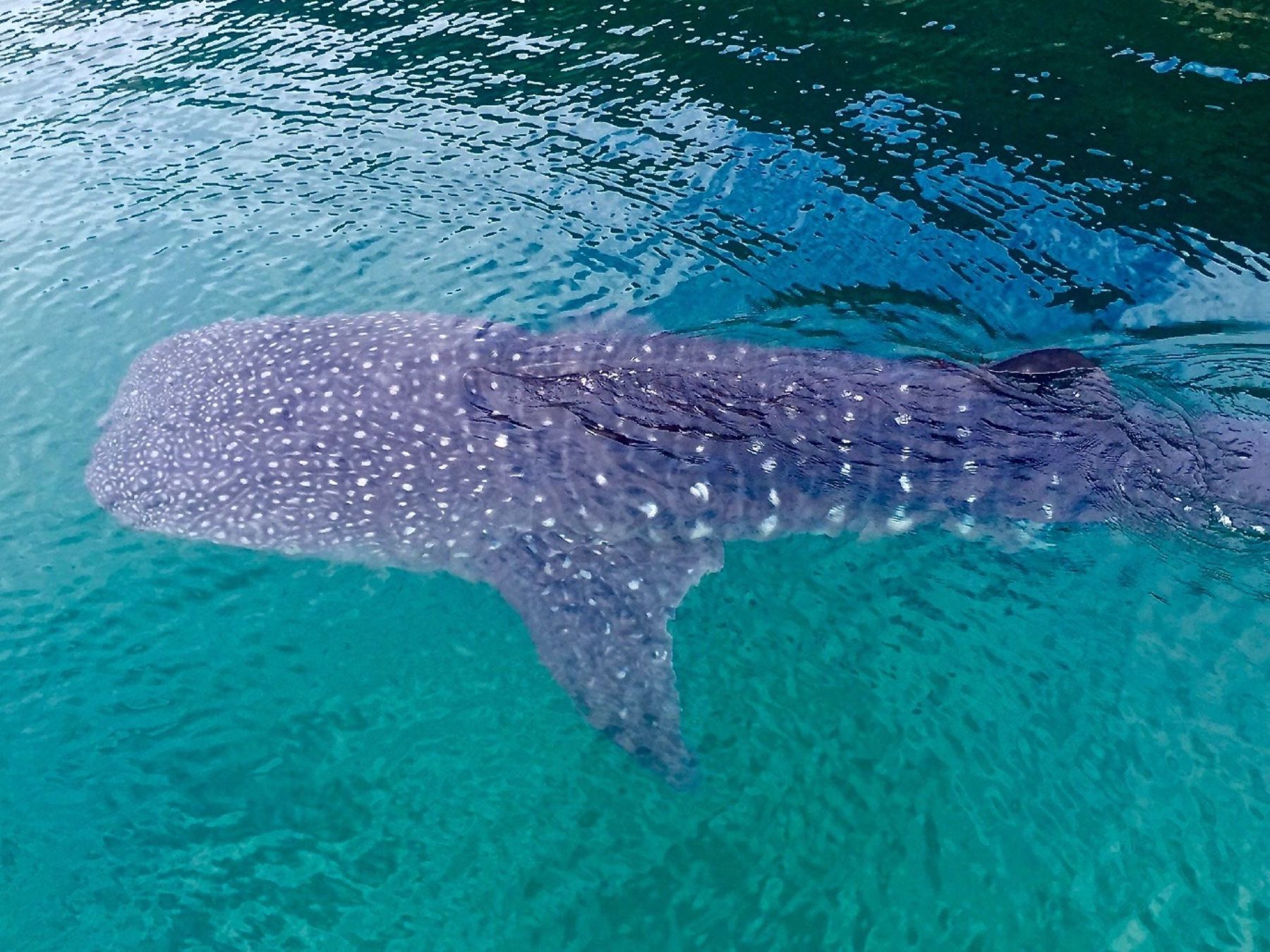A whale shark (Photo: Rhiannon Cooper)